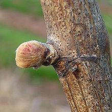 Vitis_vinifera001